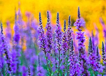 传闻：《凯恩的遗产：噬魂者》复刻版年内公布